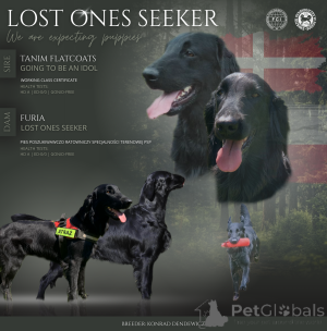 Photo №1. retriever à poil plat - à vendre en ville de Żary | 1400€ | Annonce №163894