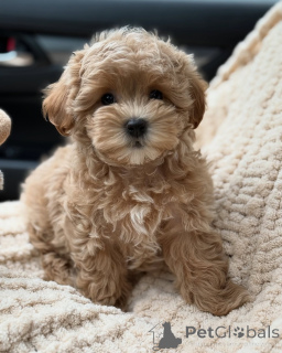 Photo №1. maltipu - à vendre en ville de Hambourg | négocié | Annonce №167212