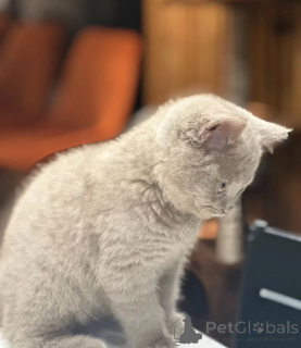 Photo №1. british shorthair - à vendre en ville de Borlänge | négocié | Annonce № 155694