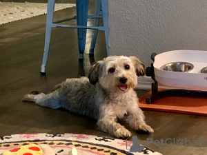 Photo №2 de l'annonce № 126828 de la vente yorkshire terrier - acheter à France éleveur