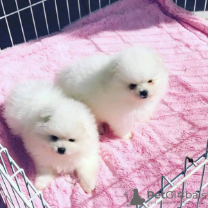 Photo №1. spitz nain - à vendre en ville de Bayeux | Gratuit | Annonce №130581