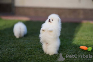 Photo №3. Merveilleux chiots de Poméranie. Allemagne