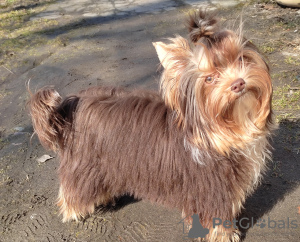 Photo №4. Je vais vendre yorkshire terrier en ville de Gomel. éleveur - prix - 482€