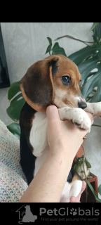 Photo №4. Je vais vendre beagle en ville de Minsk. de la fourrière - prix - 286€