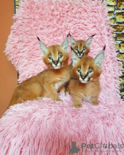 Photo №1. caracal - à vendre en ville de Bruxelles | négocié | Annonce № 118456