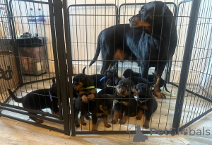 Photo №1. rottweiler - à vendre en ville de Bondorf | 350€ | Annonce №178870