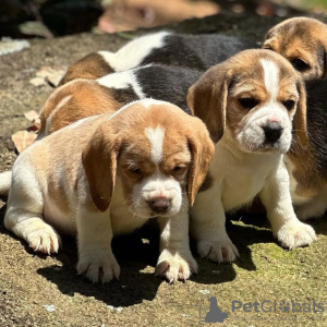 Photos supplémentaires: chiots beagle regardant