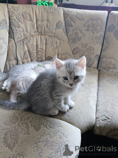 Photo №4. Je vais vendre british shorthair en ville de Halle (Saale). annonce privée - prix - 360€