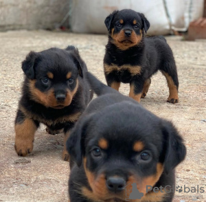 Photo №1. rottweiler - à vendre en ville de Торонто | négocié | Annonce №134029