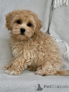 Photo №2 de l'annonce № 151113 de la vente cavalier king charles spaniel, caniche royale, caniche (jouet) - acheter à Allemagne annonce privée, de l'abri