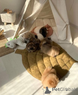 Photo №2 de l'annonce № 159864 de la vente spitz nain - acheter à Lituanie annonce privée