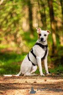 Photos supplémentaires: Le beau chien Darius est entre de bonnes mains.