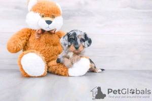 Photo №1. teckel - à vendre en ville de Virginia Beach | 0€ | Annonce №131972