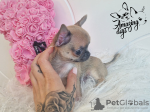 Photo №1. chihuahua - à vendre en ville de Głogów | 1400€ | Annonce №100846