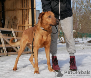 Photo №1. chien bâtard - à vendre en ville de Saint-Pétersbourg | Gratuit | Annonce №40319