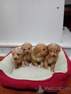 Photos supplémentaires: Chiots Maltipoo