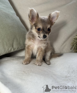 Photo №4. Je vais vendre chihuahua en ville de Texas City. annonce privée, éleveur - prix - 284€