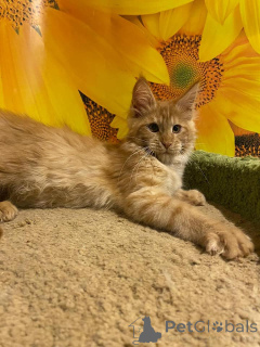 Photo №3. Maine Coon chaton avec un arbre généalogique n / n génétiquement libre de. Allemagne