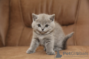 Photo №1. british shorthair - à vendre en ville de Berlin | Gratuit | Annonce № 126327