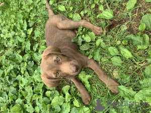 Photo №4. Je vais vendre labrador retriever en ville de Tbilissi. annonce privée - prix - Gratuit