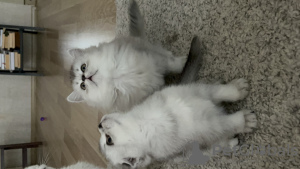 Photo №3. Scottish Straight, Scottish Fold, 2 mois. Turquie