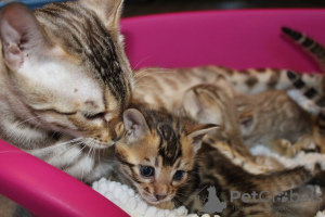 Photos supplémentaires: De jolis chatons Bengal disponibles à l'adoption