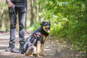 Photo №4. Je vais vendre chien bâtard en ville de Varsovie. de l'abri - prix - Gratuit