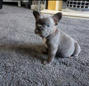 Photo №1. bouledogue - à vendre en ville de Kassel | négocié | Annonce №112249