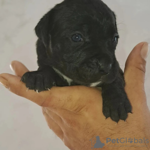 Photos supplémentaires: Chiots cane corso