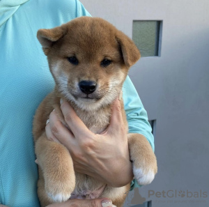 Photo №1. shiba - à vendre en ville de Santa Cruz de la Sierra | négocié | Annonce №118913