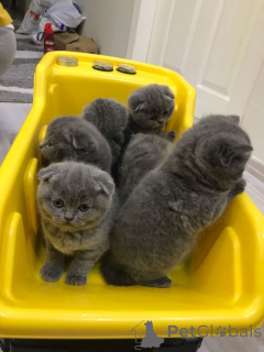 Photo №1. scottish fold - à vendre en ville de Cologne | 350€ | Annonce № 166425