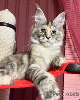 Photo №1. maine coon - à vendre en ville de Blâler | négocié | Annonce № 155321