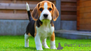 Photo №3. Chiots Beagle mignons et adorables à vendre. La finlande