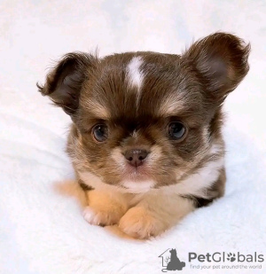 Photo №3. Adorable toilet trained Yorkshire Terrier. France