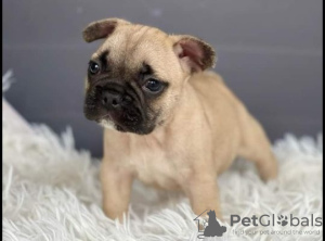 Photo №4. Je vais vendre bouledogue en ville de Manila. annonce privée - prix - négocié