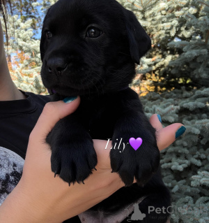 Photo №2 de l'annonce № 178546 de la vente labrador retriever - acheter à Pologne éleveur