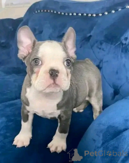 Photo №2 de l'annonce № 136337 de la vente bouledogue - acheter à Allemagne éleveur
