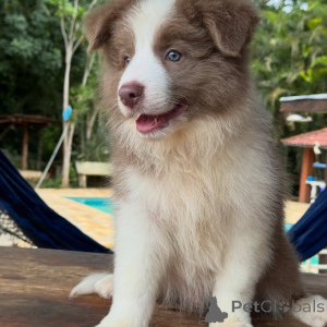 Photo №3. Rencontrez votre nouveau meilleur ami Chiots Border Collie disponibles. Allemagne