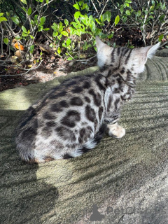 Photo №2 de l'annonce № 153279 de la vente bengal - acheter à Suède annonce privée