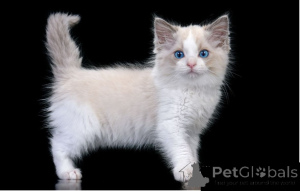 Photo №1. ragdoll - à vendre en ville de Al Ain | négocié | Annonce № 158670