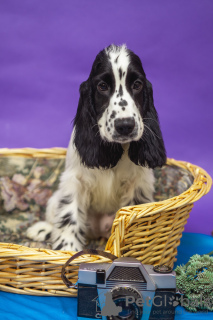 Photo №3. Chiots Cocker Anglais. Biélorussie