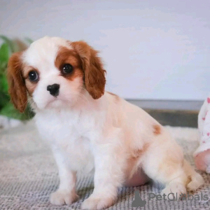 Photo №1. cavalier king charles spaniel - à vendre en ville de Berlin | 500€ | Annonce №137580