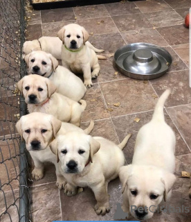 Photo №1. labrador retriever - à vendre en ville de Berlin | 436€ | Annonce №168072