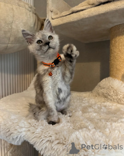 Photo №3. Superbes filles et garçons Maine Coon DISPONIBLES MAINTENANT. USA