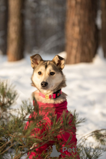 Photo №2 de l'annonce № 163747 de la vente chien bâtard - acheter à Fédération de Russie annonce privée