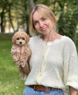 Photo №3. Puppies Maltipoo WhatsApp 64 9-889 4165. Suisse