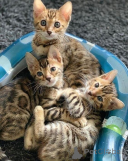 Photo №1. bengal - à vendre en ville de Inhabituel | 350€ | Annonce № 172325