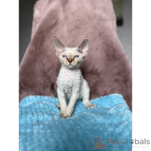 Photo №1. devon rex - à vendre en ville de Offenburg | 350€ | Annonce № 174410