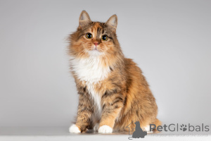 Photo №1.  - à vendre en ville de Khimki | Gratuit | Annonce № 166043