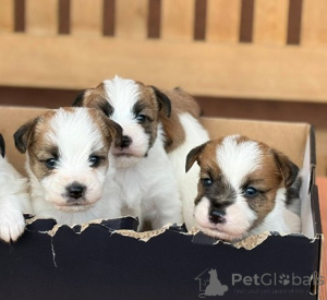 Photo №4. Je vais vendre jack russell terrier en ville de Kruševac.  - prix - négocié